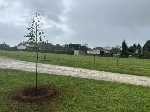 Plantation de 2 arbres d’ornement chez un particulier, Chalais, JARDINERIE DRONNEAU