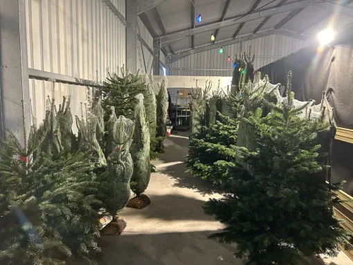 Les sapins de Noël sont arrivés dans votre jardinerie, Chalais, JARDINERIE DRONNEAU