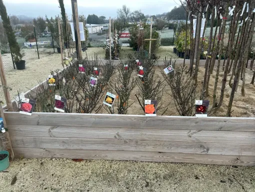Les rosiers font leur arrivée dans votre jardinerie, Chalais, JARDINERIE DRONNEAU