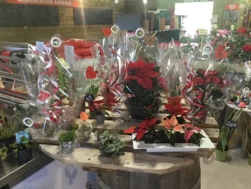 Plaisir d’offrir : venez profiter de nos plantes et compositions pour les fêtes de fin d’année, Chalais, JARDINERIE DRONNEAU