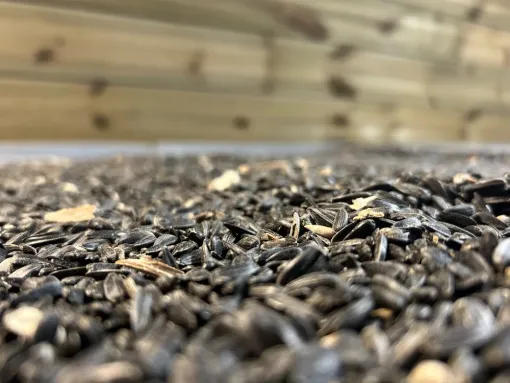 Le froid est là, pensez aux oiseaux avec le tournesol et les boules de graisse, Chalais, JARDINERIE DRONNEAU