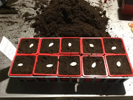 Les semis pour le printemps sont en cours dans votre jardinerie, Chalais, JARDINERIE DRONNEAU