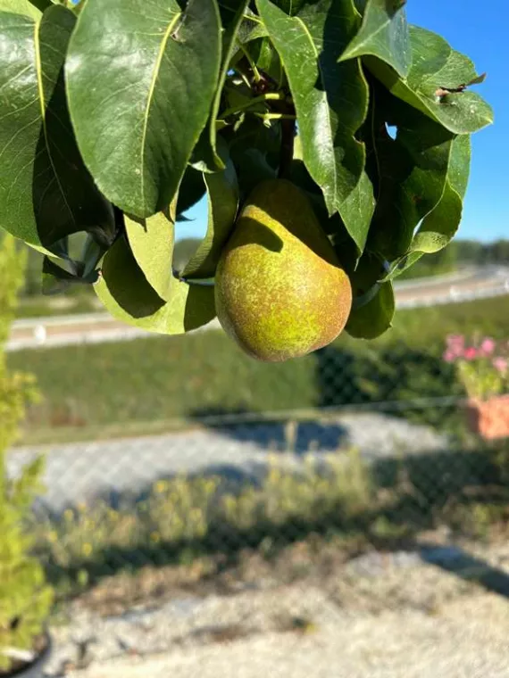 Comment acheter un arbre fruitier pour le planter à domicile ?, Ribérac, JARDINERIE DRONNEAU