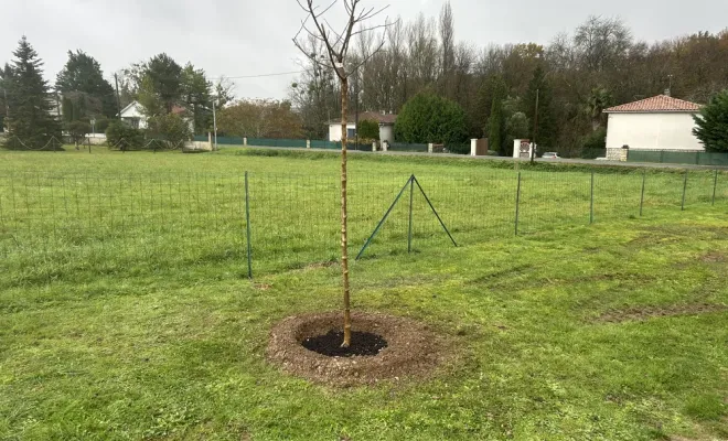 Plantation de 2 arbres d’ornement chez un particulier, Chalais, JARDINERIE DRONNEAU
