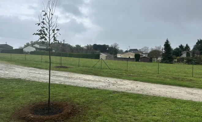 Plantation de 2 arbres d’ornement chez un particulier, Chalais, JARDINERIE DRONNEAU