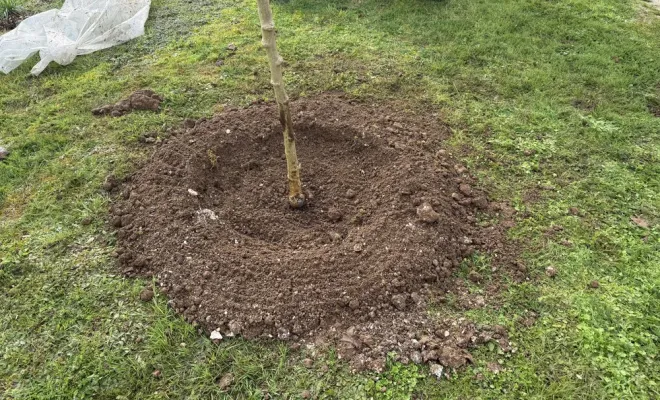 Plantation de 2 arbres d’ornement chez un particulier, Chalais, JARDINERIE DRONNEAU