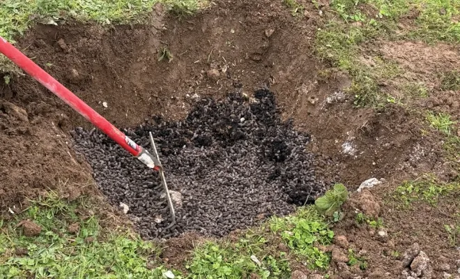 Plantation de 2 arbres d’ornement chez un particulier, Chalais, JARDINERIE DRONNEAU