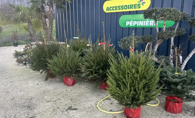 Les sapins de Noël sont arrivés dans votre jardinerie, Chalais, JARDINERIE DRONNEAU