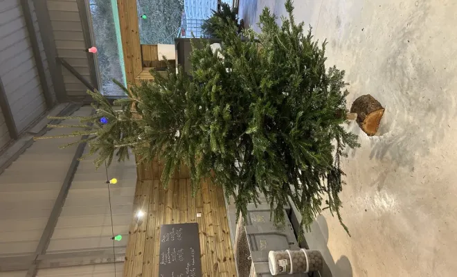 Les sapins de Noël sont arrivés dans votre jardinerie, Chalais, JARDINERIE DRONNEAU