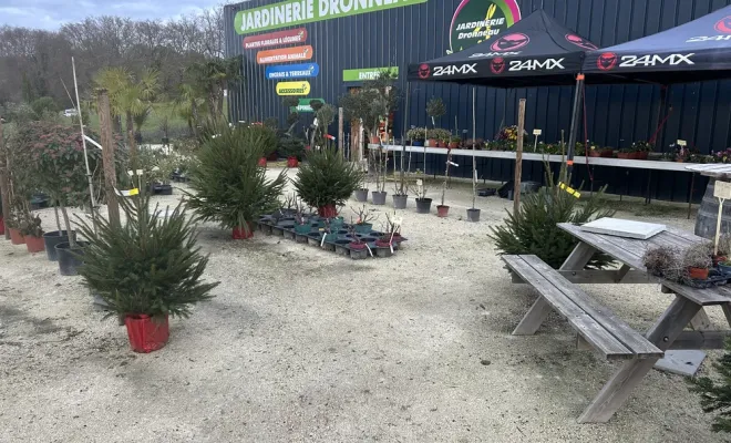 Les sapins de Noël sont arrivés dans votre jardinerie, Chalais, JARDINERIE DRONNEAU