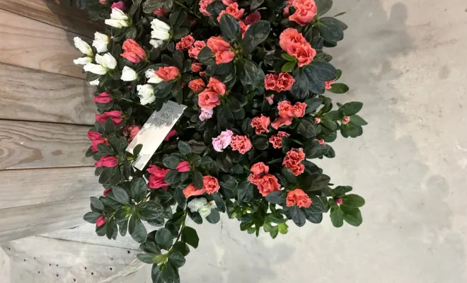 Arrivage de plantes d'intérieur, Ribérac, JARDINERIE DRONNEAU