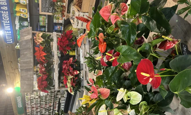 Arrivage de plantes d'intérieur, Ribérac, JARDINERIE DRONNEAU