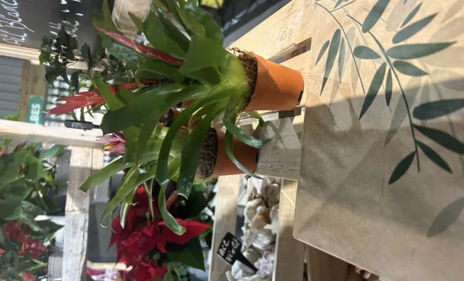 Arrivage de plantes d'intérieur, Ribérac, JARDINERIE DRONNEAU