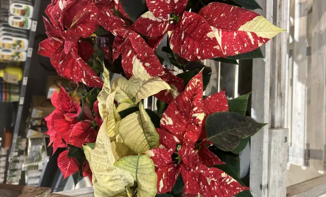 Arrivage de plantes d'intérieur, Ribérac, JARDINERIE DRONNEAU