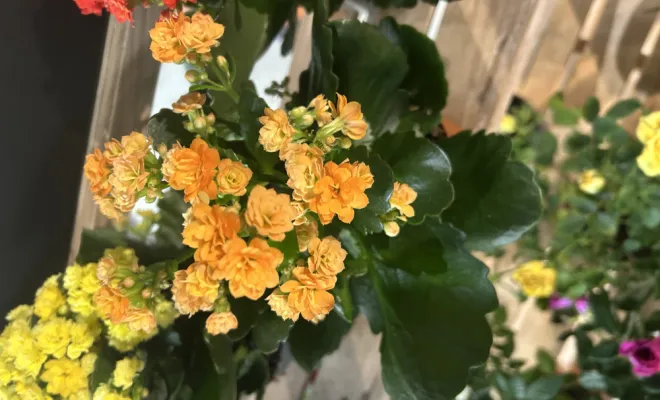 Arrivage de plantes d'intérieur, Ribérac, JARDINERIE DRONNEAU