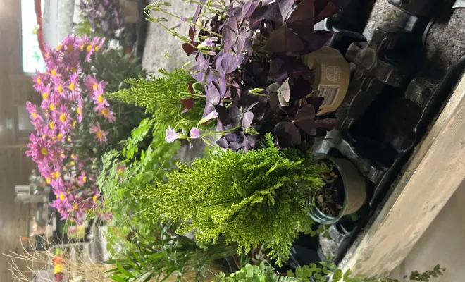 Arrivage de plantes d'intérieur, Ribérac, JARDINERIE DRONNEAU