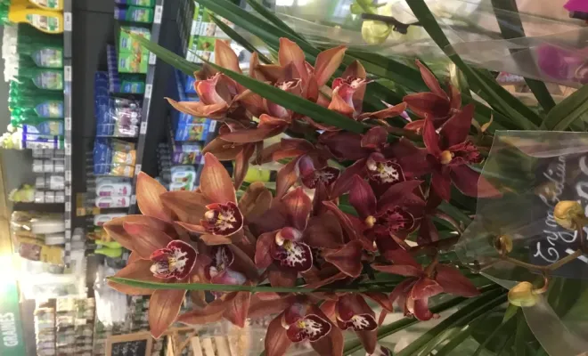 Les fleurs et les compositions pour Noël sont rendu pour votre plus grand plaisir, Chalais, JARDINERIE DRONNEAU