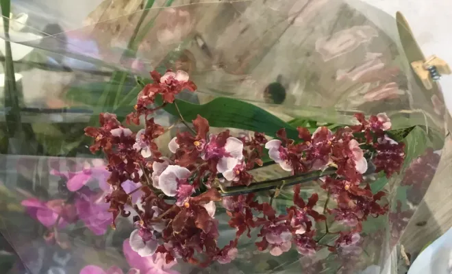 Les fleurs et les compositions pour Noël sont rendu pour votre plus grand plaisir, Chalais, JARDINERIE DRONNEAU