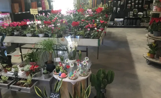 Plaisir d’offrir : venez profiter de nos plantes et compositions pour les fêtes de fin d’année, Chalais, JARDINERIE DRONNEAU