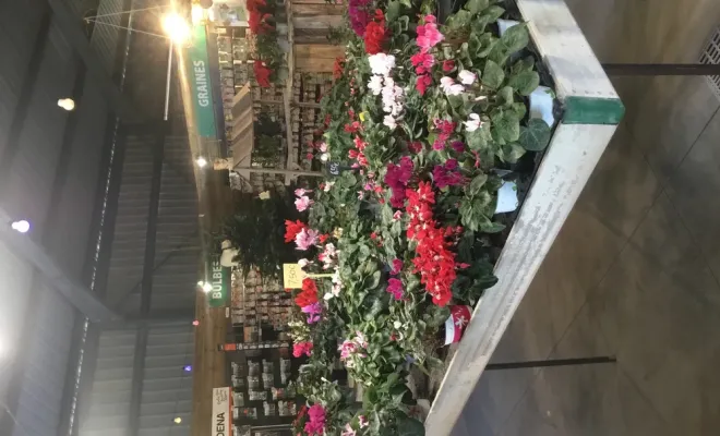 Plaisir d’offrir : venez profiter de nos plantes et compositions pour les fêtes de fin d’année, Chalais, JARDINERIE DRONNEAU