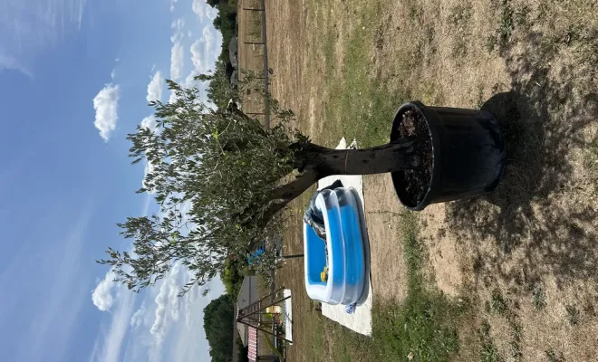 Création paysage Chalais barbezieux Riberac, Chalais, JARDINERIE DRONNEAU