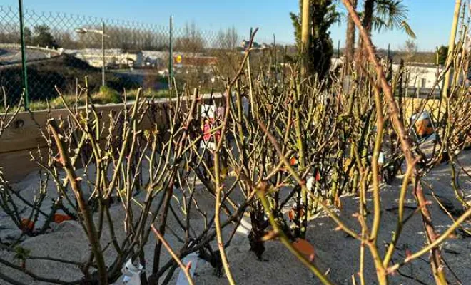 Pépinière, Ribérac, JARDINERIE DRONNEAU