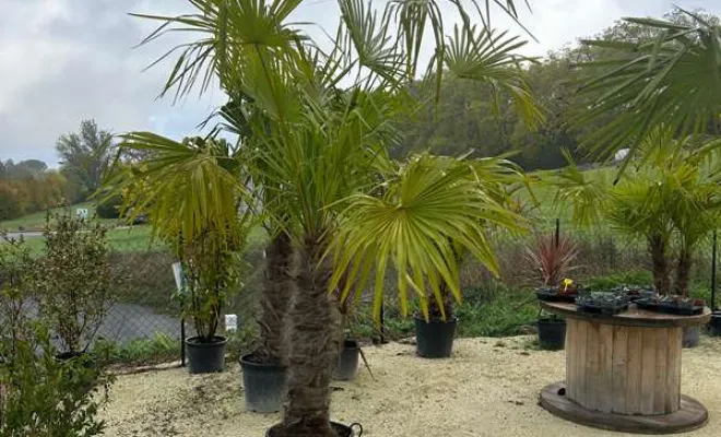 Pépinière, Ribérac, JARDINERIE DRONNEAU
