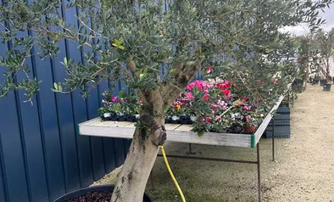 Pépinière, Ribérac, JARDINERIE DRONNEAU