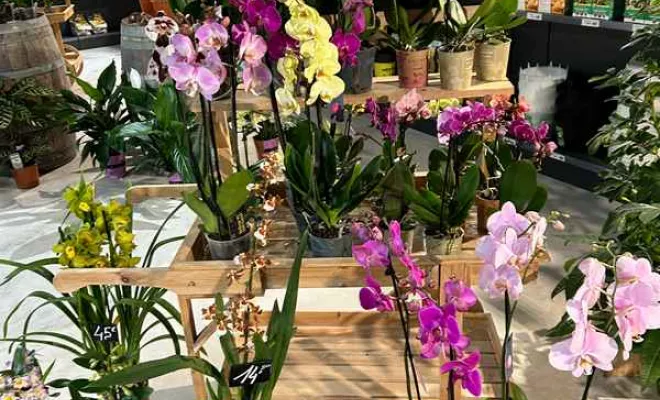 Vente de végétaux, Ribérac, JARDINERIE DRONNEAU