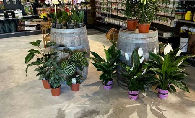 Vente de végétaux, Ribérac, JARDINERIE DRONNEAU