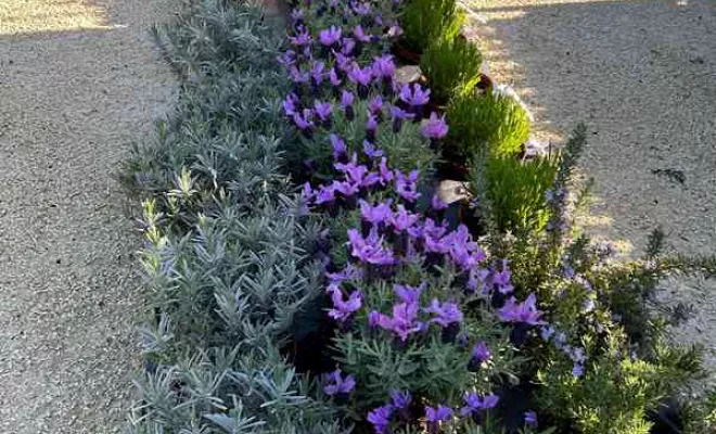 Vente de végétaux, Ribérac, JARDINERIE DRONNEAU