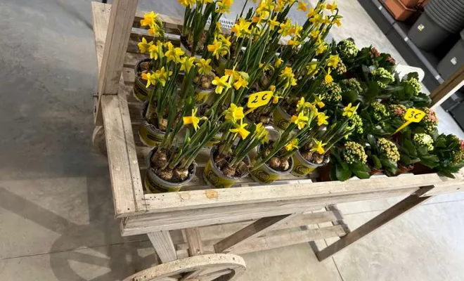 Vente de végétaux, Ribérac, JARDINERIE DRONNEAU