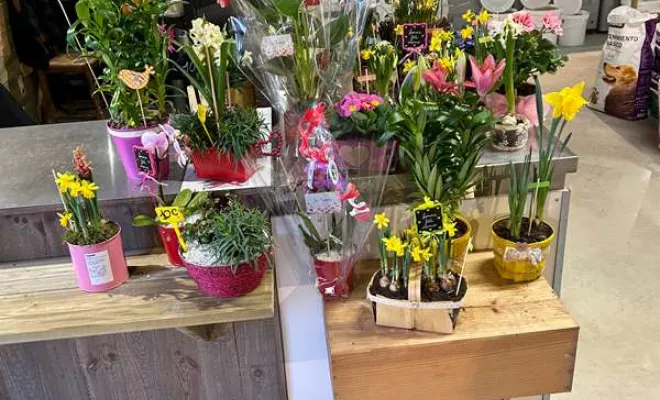 Vente de végétaux, Ribérac, JARDINERIE DRONNEAU