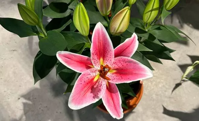 Vente de végétaux, Ribérac, JARDINERIE DRONNEAU