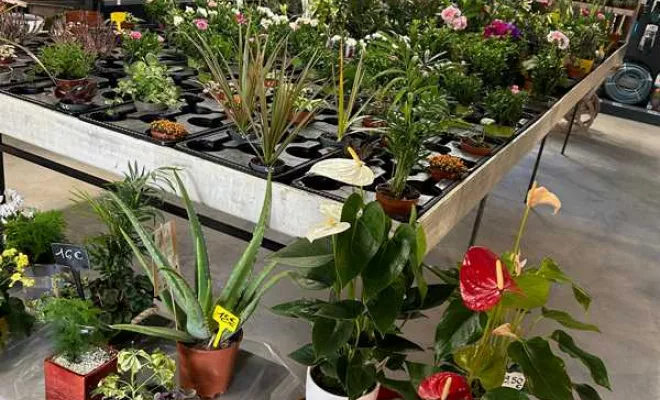 Vente de végétaux, Ribérac, JARDINERIE DRONNEAU