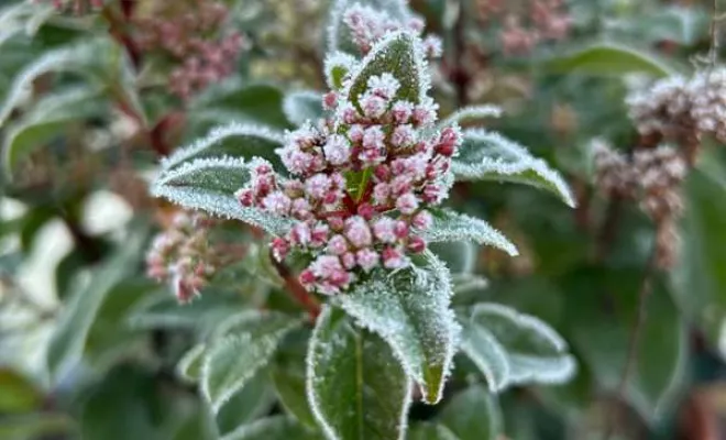 Vente de végétaux, Ribérac, JARDINERIE DRONNEAU