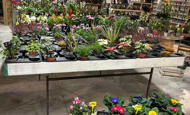 Vente de végétaux, Ribérac, JARDINERIE DRONNEAU