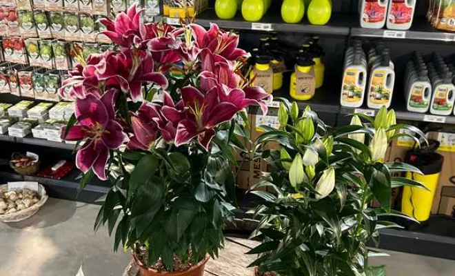 Vente de végétaux, Ribérac, JARDINERIE DRONNEAU