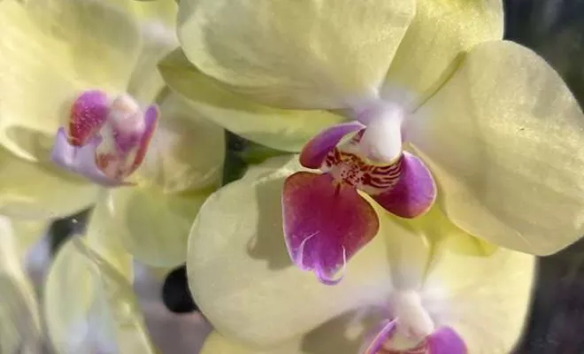 Vente de végétaux, Ribérac, JARDINERIE DRONNEAU