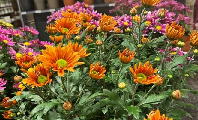 Vente de végétaux, Ribérac, JARDINERIE DRONNEAU