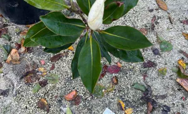 Vente de végétaux, Ribérac, JARDINERIE DRONNEAU