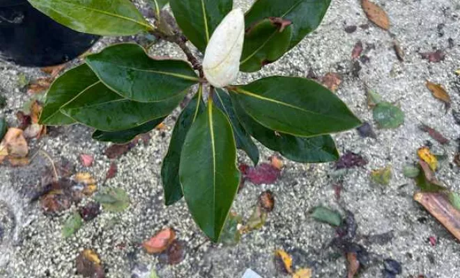 Vente de végétaux, Ribérac, JARDINERIE DRONNEAU