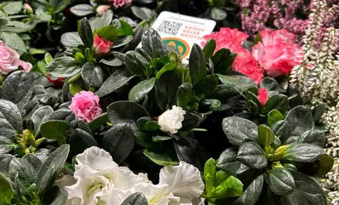 Vente de végétaux, Ribérac, JARDINERIE DRONNEAU