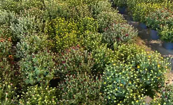 Vente de végétaux, Ribérac, JARDINERIE DRONNEAU