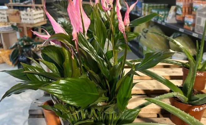 Vente de végétaux, Ribérac, JARDINERIE DRONNEAU