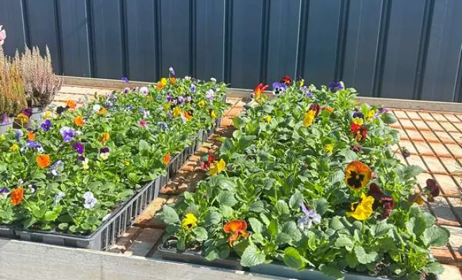 Vente de végétaux, Ribérac, JARDINERIE DRONNEAU