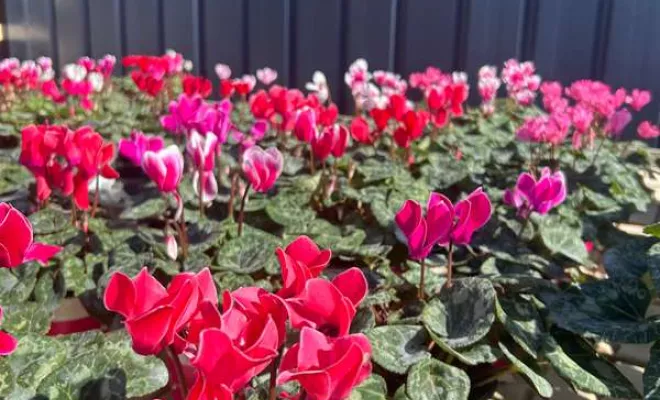 Vente de végétaux, Ribérac, JARDINERIE DRONNEAU