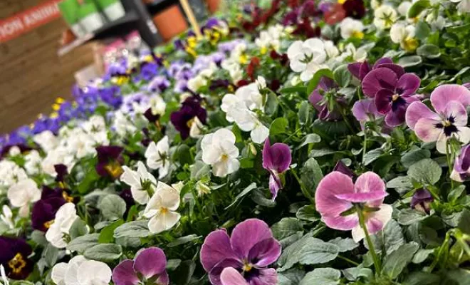 Vente de végétaux, Ribérac, JARDINERIE DRONNEAU