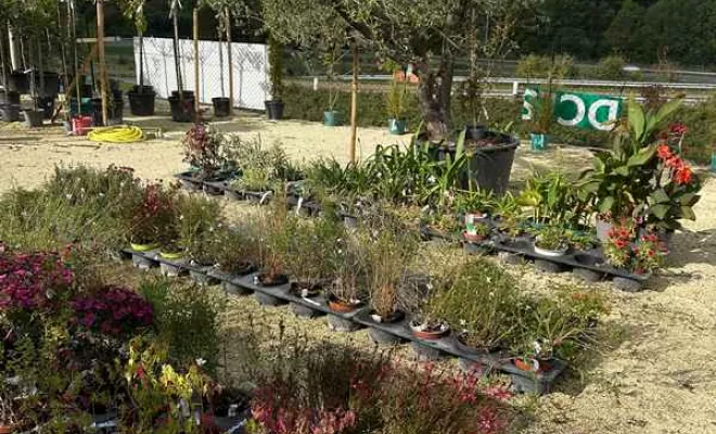 Vente de végétaux, Ribérac, JARDINERIE DRONNEAU