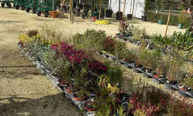 Vente de végétaux, Ribérac, JARDINERIE DRONNEAU